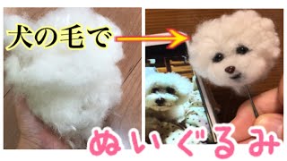 犬の毛でぬいぐるみ　ビションフリーゼ のましゅまろくん