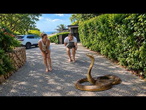 Huge Deadly Snake On their Driveway