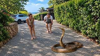 Huge Deadly Snake On their Driveway