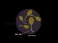 Study of Pollen Germination - MeitY OLabs