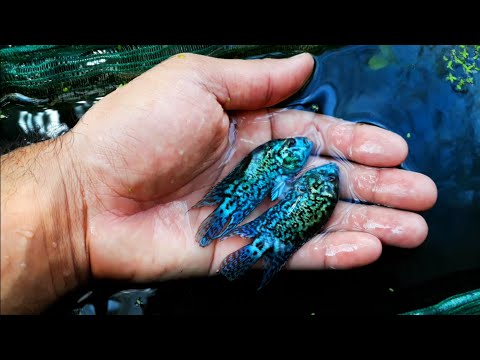 Vídeo: Peixes De Aquário Populares Da Família Dos Ciclídeos