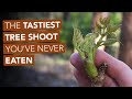 The tastiest tree shoot youve never eaten