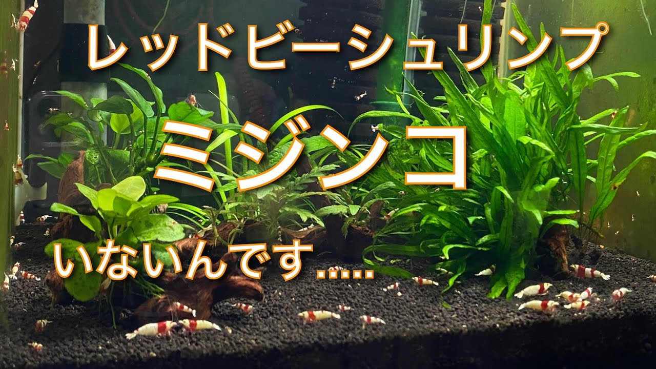 レッドビーシュリンプ ミジンコいないんです Youtube