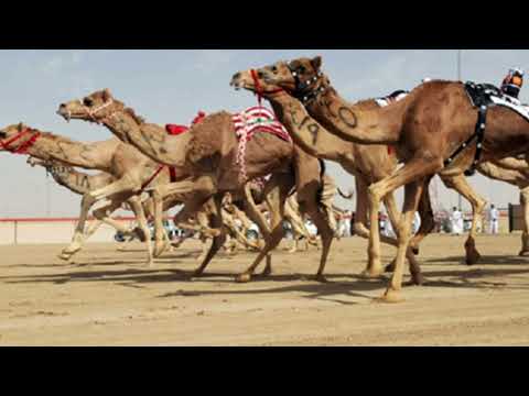 جديد وحصري ل الهجن اداء صالح المانعه