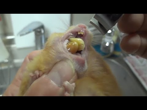 Vidéo: Les Oxyures Chez Les Hamsters