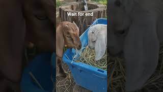 Genius DIY project you need to try for your farm animals!