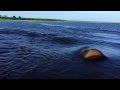 Hippo Charge on Chobe River Jan2015, recorded with iPhone 6; Botswana, Awesome but crazy dangerous.