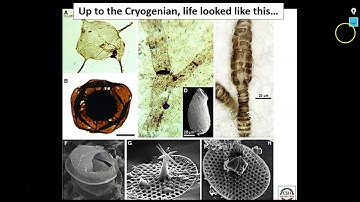 Lecture 1: The Rise of Animals