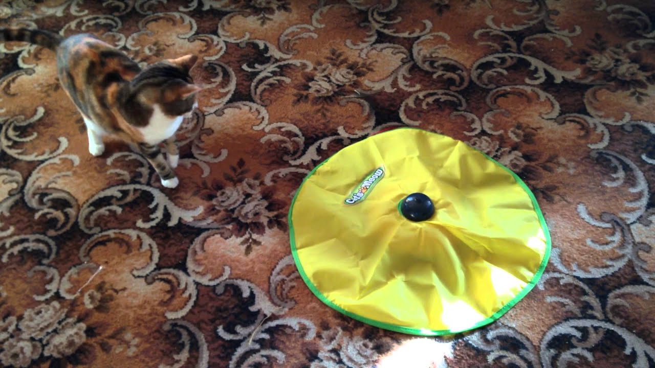 reviewing the cat meow toy YouTube