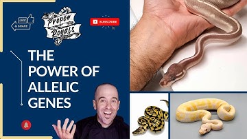 Het ontsluiten van de kracht van allelische genen bij het fokken van balpythons