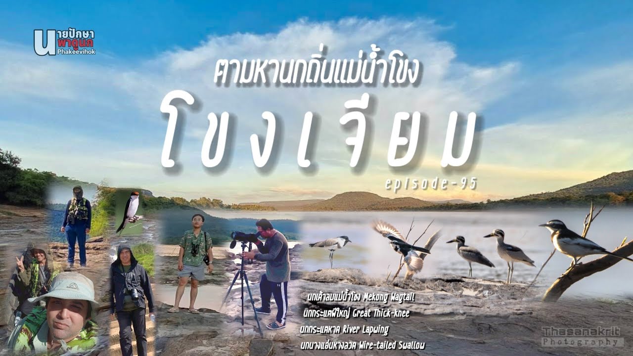 นกถิ่นแม่น้ำโขง โขงเจียม #ดูนก #โขงเจียม #นกเด้าลมแม่น้ำโขง #กระแตผีใหญ่ #กระแตหาด #birdsthailand 