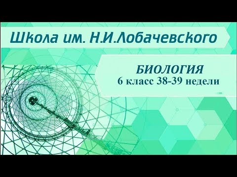 Биология 6 класс 38-39 недели Организм как единое целое