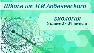 Биология 6 класс 38-39 недели Организм как единое целое Биология 6 класс 38-39 недели Организм как единое целое