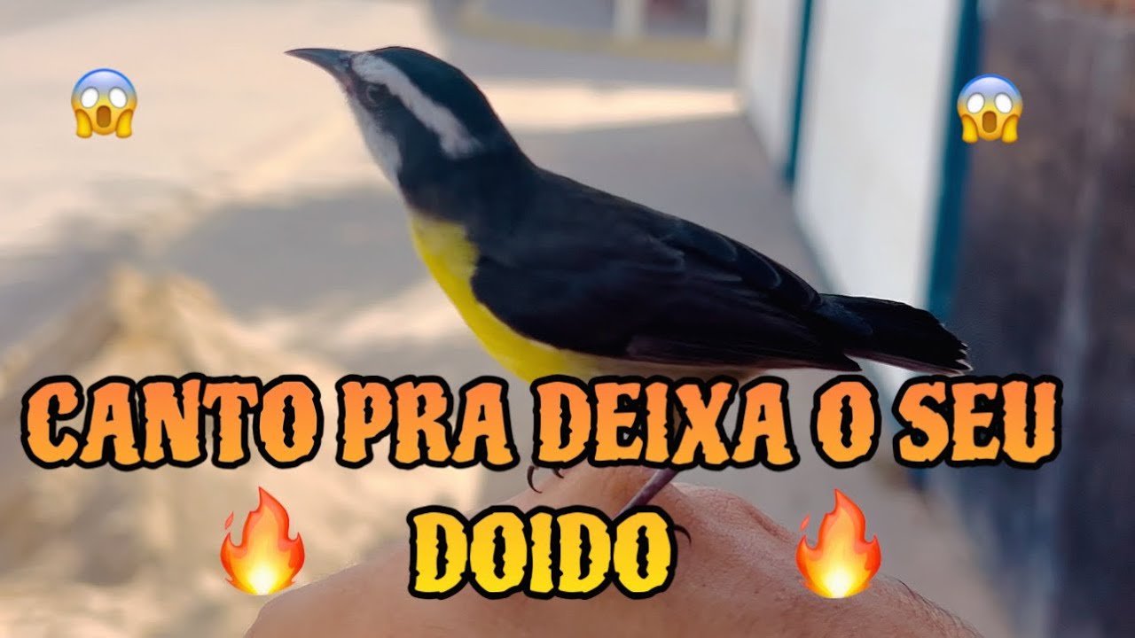 🔥 sibite Chamando e cantando vai deixa o seu doidãooo 🔥😱 fogoso