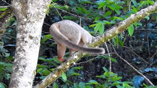 Lemur Red fronted 1128 32