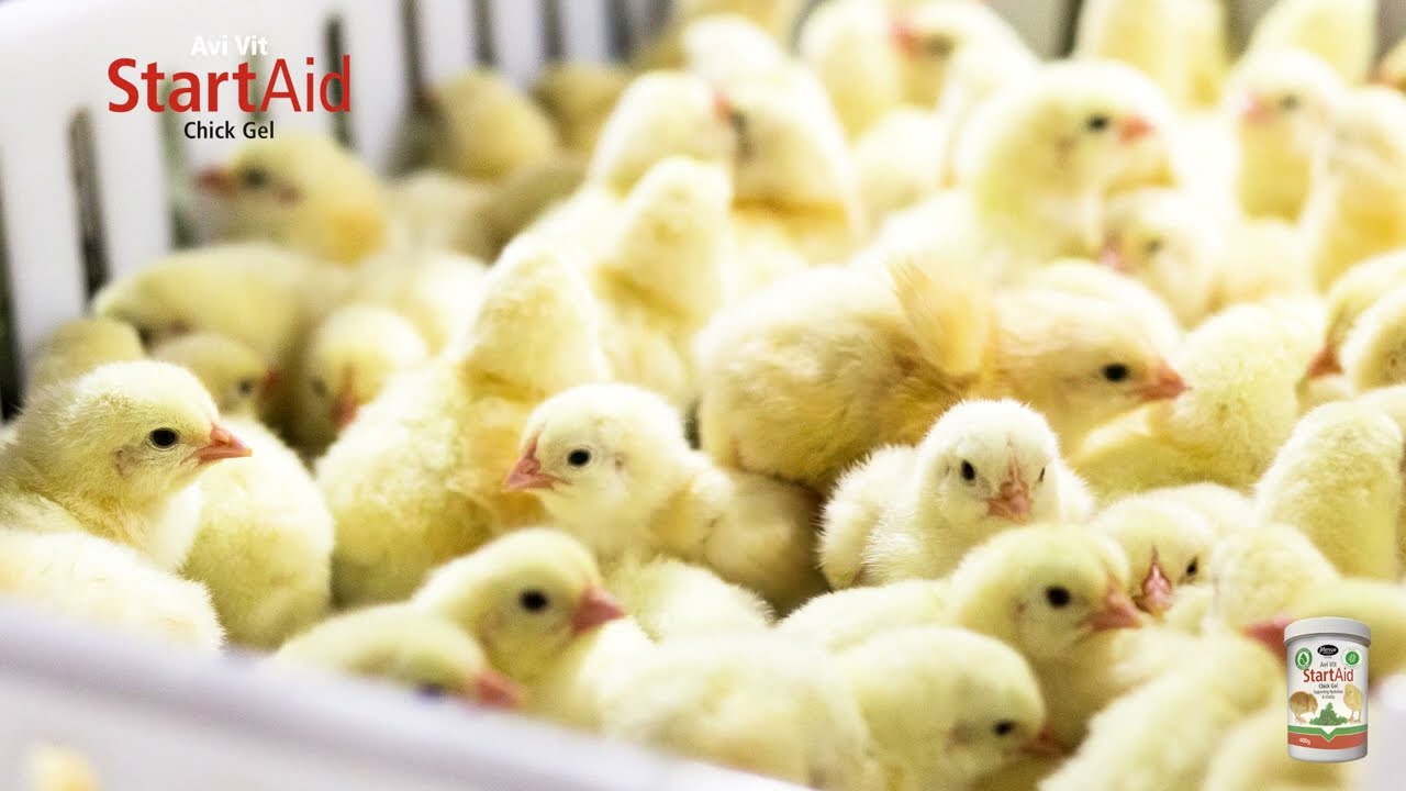 Avi Vit Start Aid Chick Gel video from Mervue Laboratories Ireland
