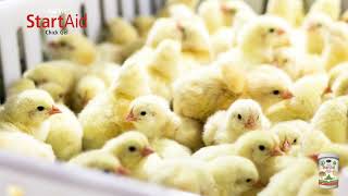 Avi Vit Start Aid Chick Gel video from Mervue Laboratories Ireland