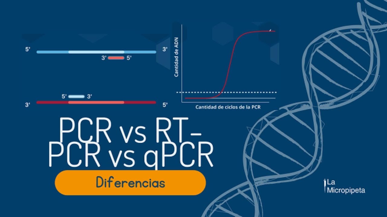 Diferencias entre PCR, RT-PCR y qPCR - Qué variante de PCR elegir - Explicación de variantes de PCR
