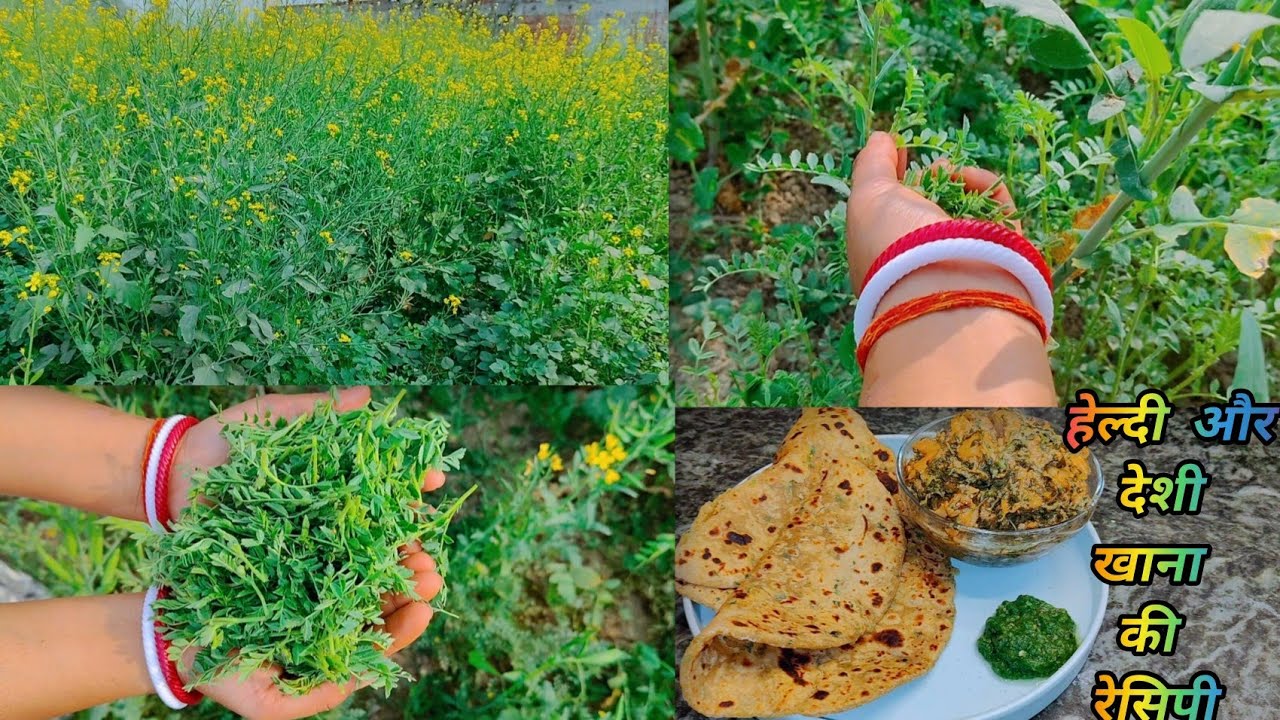 आज मैंने बनाया खेत में से हरे चने का एक मजेदार सब्जी जो बहुत ज्यादा हेल्दी है और टेस्टी भी है chane 