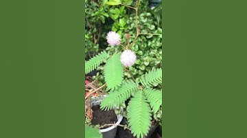 Hoa trinh nữ hay còn gọi hoa mắc cỡ