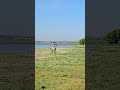 Calm Lake View 🌊🍃 Relax Your Mind
