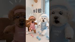 개공감 10000%?? #웃긴강아지