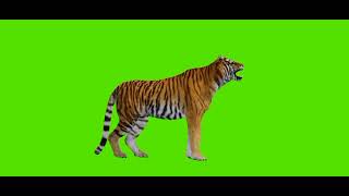 Green Screen Hewan Harimau Diam Berjalan Berlari