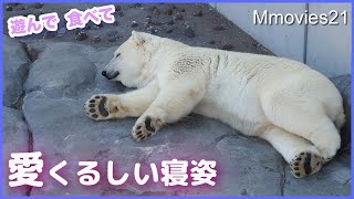 添い寝したくなるほど可愛い寝姿ホッキョクグマ【リラ】木でたっぷり遊ぶ【デナリ】 Polar Bears Life