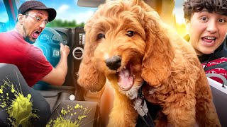 Never Take A New Puppy Off-Roading In A Jeep = Bad Idea! (Fv Family Vlog) -  Youtube