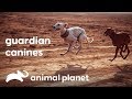 Best guard dog breeds | सबसे अचे रखवाले कुत्तो की नेसल | Animal Planet India