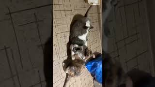 Драка кошек | Cat fight