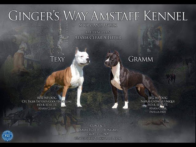 Ginger's Way Amstaff - A litter - YouTube