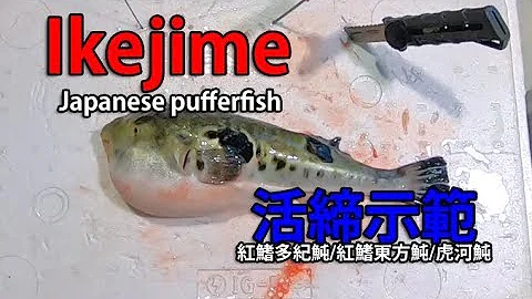 IkeJime method: How to dispatch and bleed a Japanese pufferfish, Tiger puffer (Torafugu))