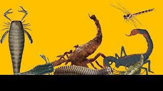 Prehistoric insects size comparison without music