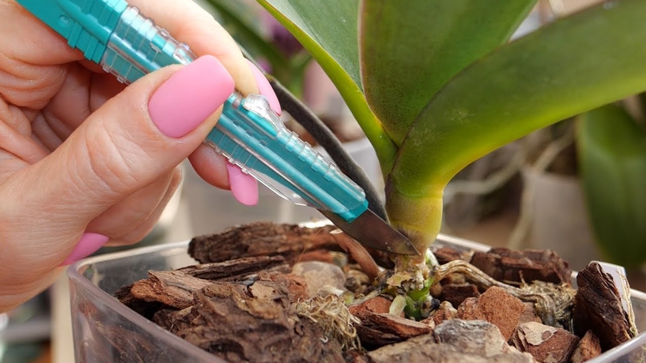 Захватывающий фильм. Гниет красивая бабочка. Опасные признаки. Сомнения остаются.