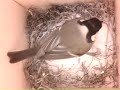 birdcam_2010-02-10_12-28-54_1.avi