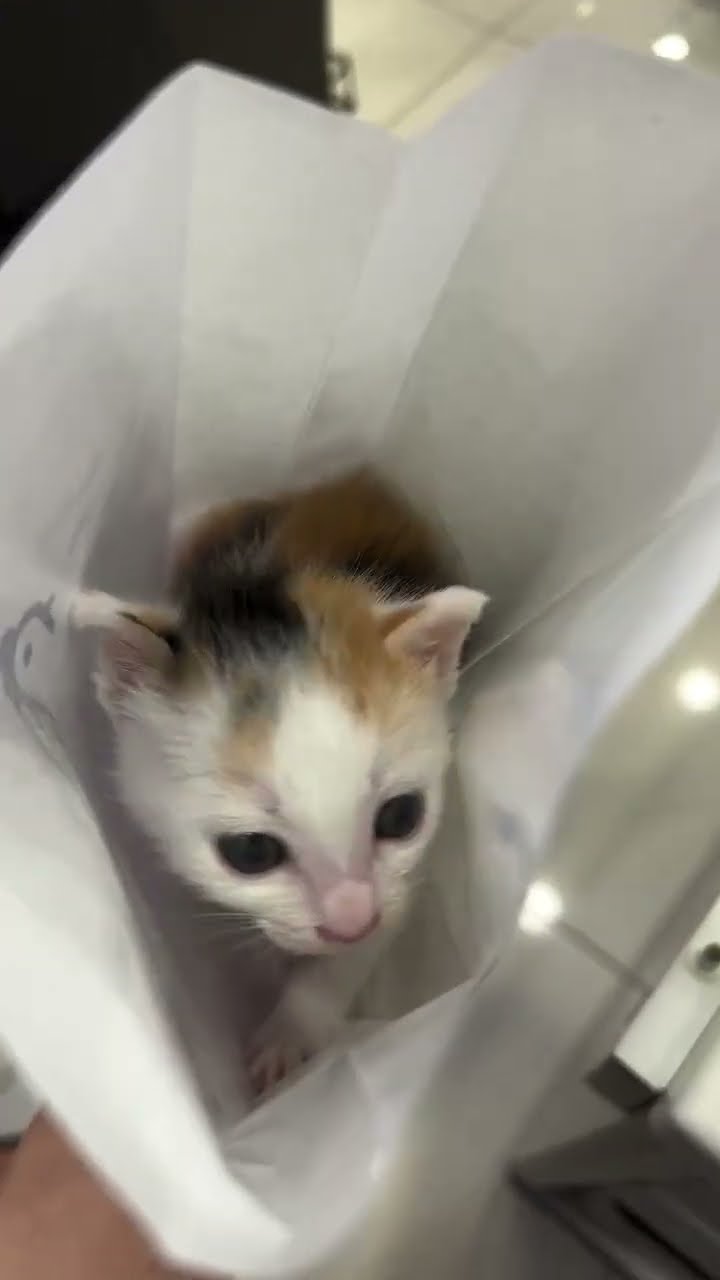 C magnifique petit chaton waw