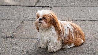 How do Shih Tzus handle hot weather or high temperatures