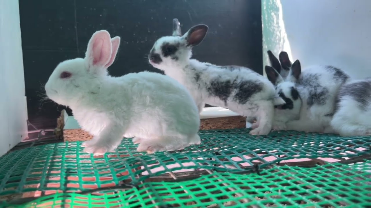 Lo que nadie te dice de los conejos recién nacidos