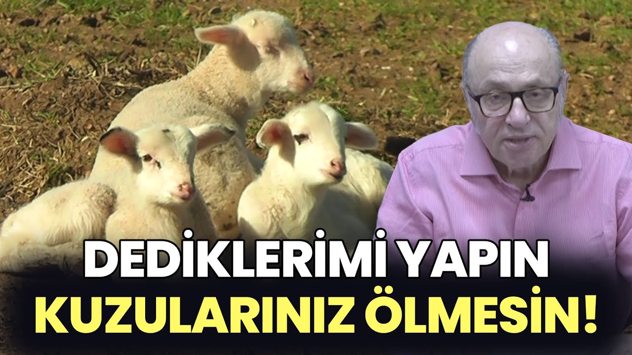 Dediklerimi Yapın Kuzular Ölmesin! / Kuzu Kayıplarının Nedenleri