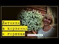 Цветы в корзинах и горшках для сада. Эффектные компаньоны- бюджетное решение