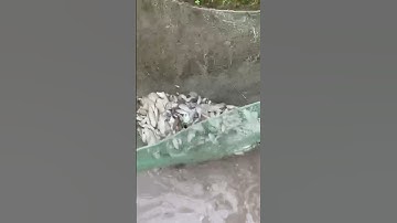 Kéo lưới bắt cá. #shortvideo #farming101 #short