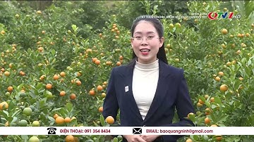 Kỹ thuật trồng, chăm sóc quất cảnh vụ Tết