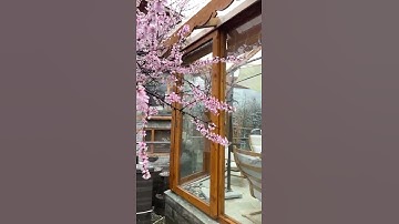Thumbnail of Beautiful Manali flowering of apricot trees in my backyard along with snowfall