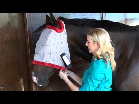 how-to-choose-the-best-fitting-fly-mask-for-your-horse