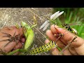 Catch big chameleons flying praying mantises hornets and jumping spiders