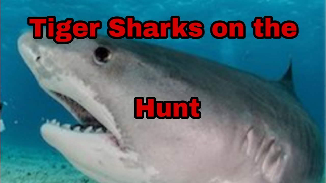 When The Hunter Becomes The Hunted Sixth Sense Goes Wild YouTube