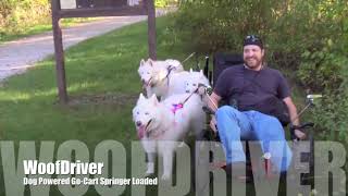 Dog Powered Go Cart Riding Across | Husky Dog Adventure