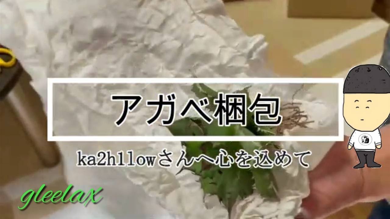Agave】アガベ梱包動画【GREELAX】 - YouTube