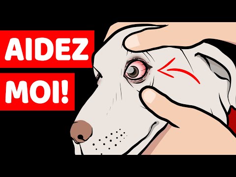 Vidéo: 15 causes de halètement chez le chien